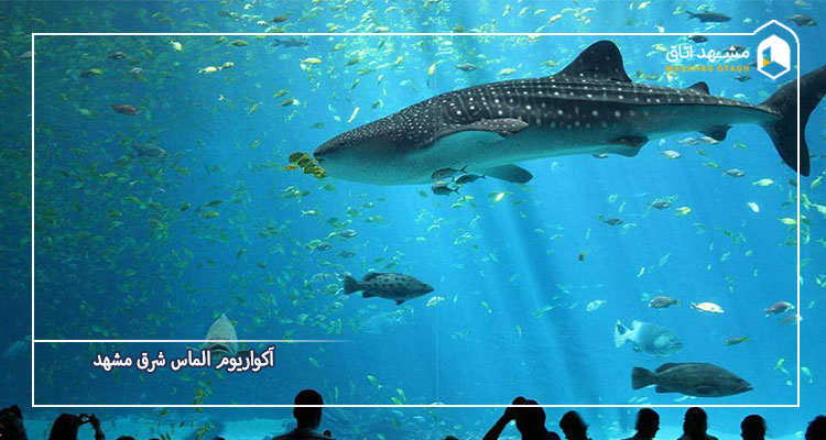 آکواریوم آبی الماس شرق مشهد