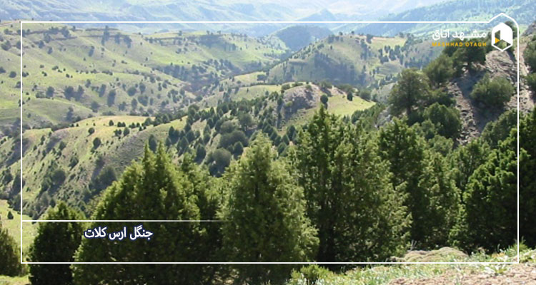 جنگل ارس کلات