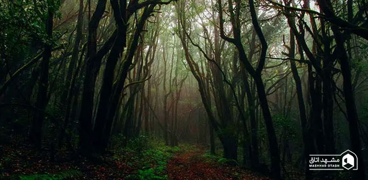 جنگل جیغ مشهد