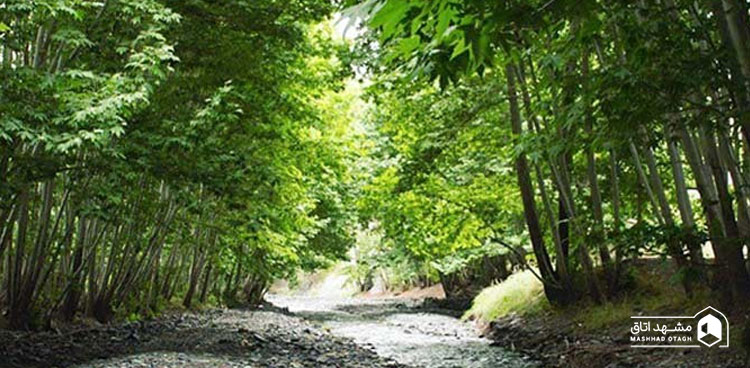 جنگل جیغ در مشهد