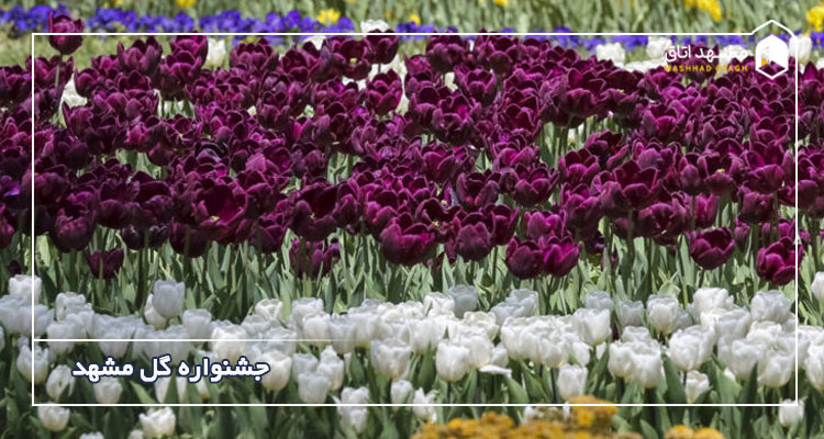 جشنواره گل مشهد