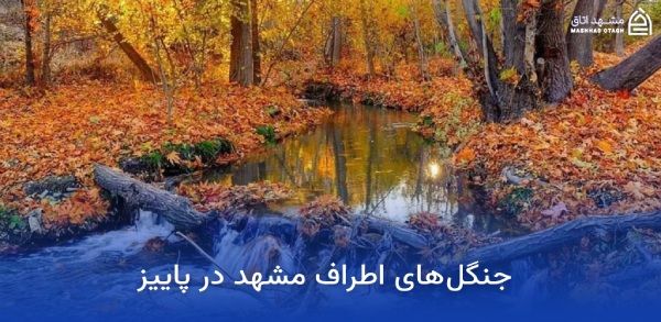 جاهای دیدنی مشهد در پاییز (پاییز مشهد کجا بریم؟) 18 جنگل های اطراف مشهد در پاییز