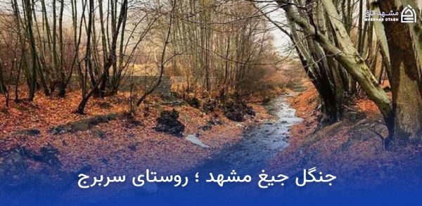 جاهای دیدنی مشهد در پاییز (پاییز مشهد کجا بریم؟) 19 جنگل جیغ در پاییز